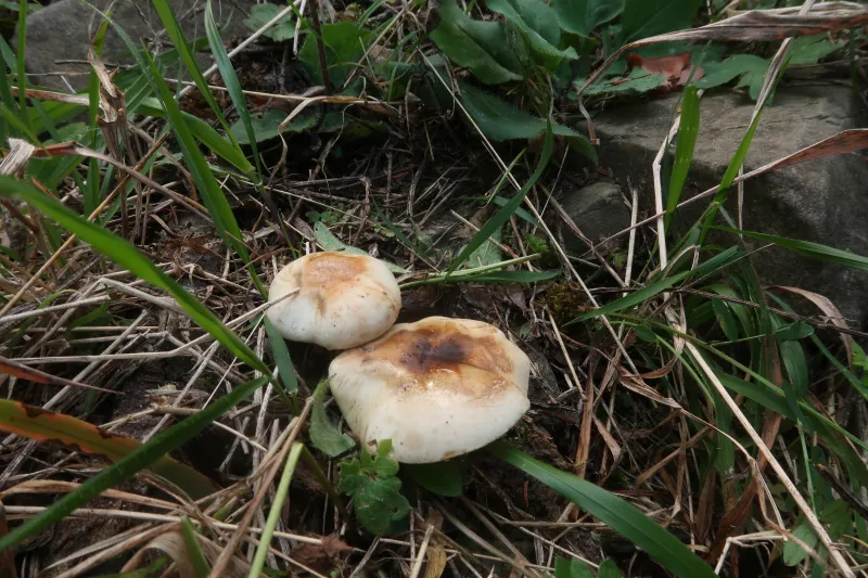 Chamaemyces fracidus 1 - IMG_0375